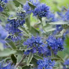 Caryopteris cland. 'Heavenly Blue' Caryopteris cland. 'Heavenly Blue'