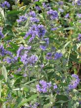 Caryopteris cland. 'Kew Blue' Caryopteris cland. 'Kew Blue'