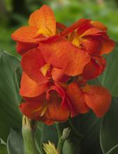 Canna 'Cleo'