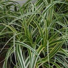 Carex '‘Feather Falls'