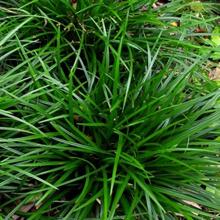 Carex foliosissima 'Irish Green'