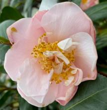 Camellia jap. 'Beauty Blush'