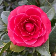 Camellia jap. 'Black Lace'