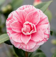Camellia jap. 'Bonomiana'