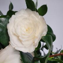 Camellia jap. 'Centifolia Alba'