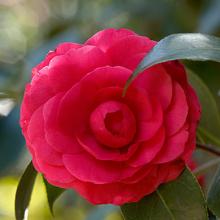 Camellia jap. 'C.M. Howey'