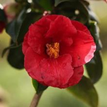 Camellia jap. 'Moshio'