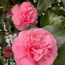 Camellia jap. 'Nuccio's Cameo'