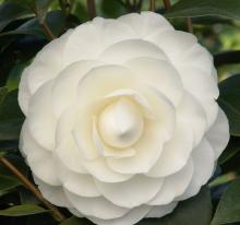 Camellia jap. 'Nuccio's Gem'