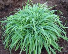 Carex laxiculmis 'Bunny Blue'