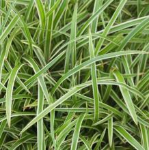Carex morrowii 'Ice Dance' Carex morrowii 'Ice Dance'