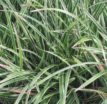 Carex morrowii 'Variegata' Carex morrowii 'Variegata'