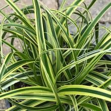 Carex morrowii 'Vanilla Ice' Carex morrowii 'Vanilla Ice'