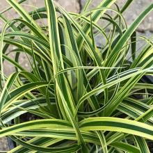 Carex morrowii 'Vanilla Ice'