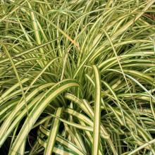 Carex oshimensis 'Evergold'