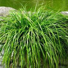 Carex oshimensis 'Evergreen'