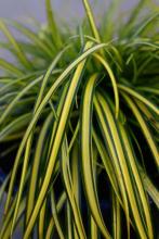 Carex oshimensis 'Eversheen'