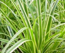 Carex oshimensis 'Evercream'