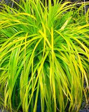 Carex oshimensis 'Everillo' Carex oshimensis 'Everillo'