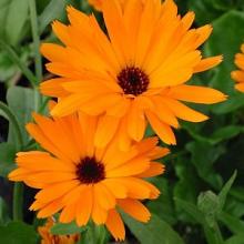 GOUDSBLOEM Calendula officinalis