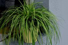 Carex oshimensis 'Goldwell' Carex oshimensis 'Goldwell'