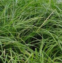 Carex oshim. JS 'Greenwell' Carex oshim. JS 'Greenwell'