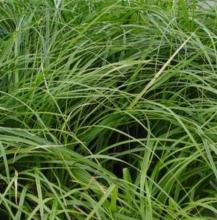 Carex oshim. JS 'Greenwell'