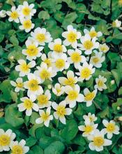 Caltha palustris 'Alba'