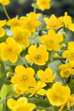 Caltha palustris