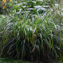 Carex pendula