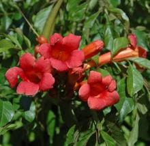 Campsis rad. 'Flamenco' (geënt)