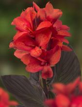 Canna 'Julia' red