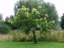 Castanea sativa (Kastanje)