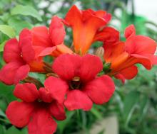 Campsis 'Summer Jazz Fire Trumpet'