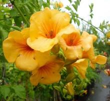 Campsis 'Summer Jazz Gold Trumpet'
