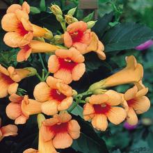 Campsis 'Summer Jazz Indian Summer'