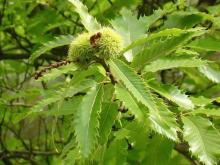 Castanea sativa 'DE LYON' (Kastanje)