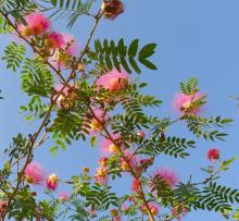Calliandra surinamensis
