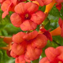 Campsis tagliabuana 'Madame Galen' (geënt)