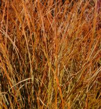 Carex test. 'Prairie Fire'