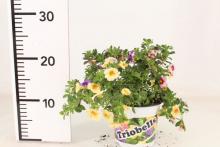 Calibrachoa 'Triobells'