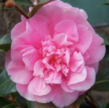 Camellia will. 'Debbie'
