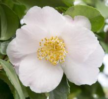 Camellia 'Winter Perfume Pearl'
