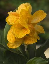 Canna 'Emily' yellow