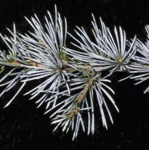 Cedrus libanii 'Glauca'