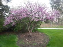 Cercis canadensis