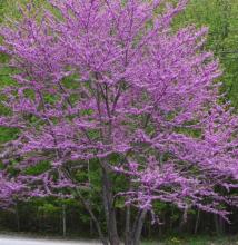 Cercis chin. 'Avondale'