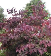 Cercis can. 'Forest Pansy'