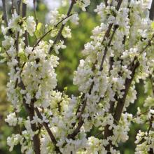 Cercis chin. 'Shirobana'