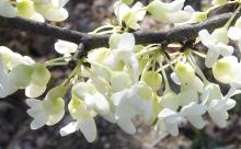 Cercis can. 'Texas White'